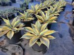 Agave ovatifolia  Orca  - Variegated Whale s Tongue Online