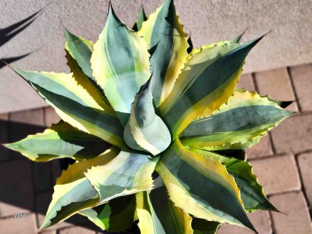 Agave ovatifolia  Orca  - Variegated Whale s Tongue Online