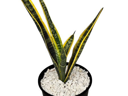 Sansevieria trifasciata - Snake Plant Hot on Sale