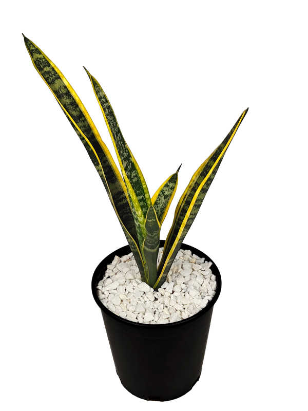 Sansevieria trifasciata - Snake Plant Hot on Sale