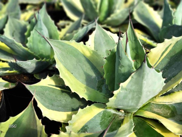 Agave ovatifolia  Orca  - Variegated Whale s Tongue Online