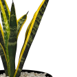 Sansevieria trifasciata - Snake Plant Hot on Sale