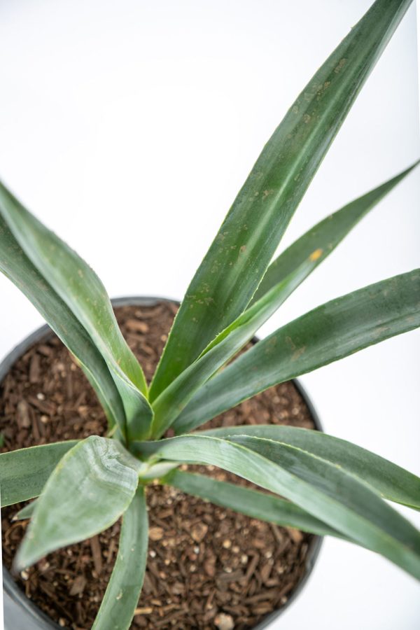 Agave sisalana - Sisal Hemp Agave Sale