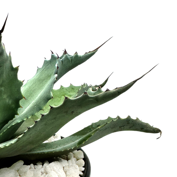 Agave ovatifolia - Whale s Tongue Agave For Discount