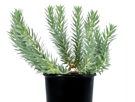 Euphorbia rigida - Gopher Plant For Discount