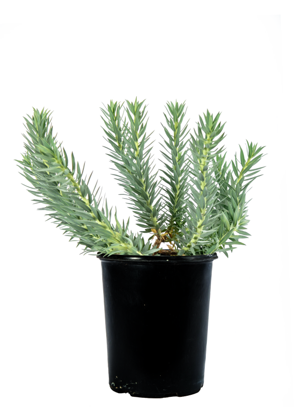 Euphorbia rigida - Gopher Plant For Discount