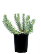 Euphorbia rigida - Gopher Plant For Discount