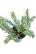 Euphorbia rigida - Gopher Plant For Discount