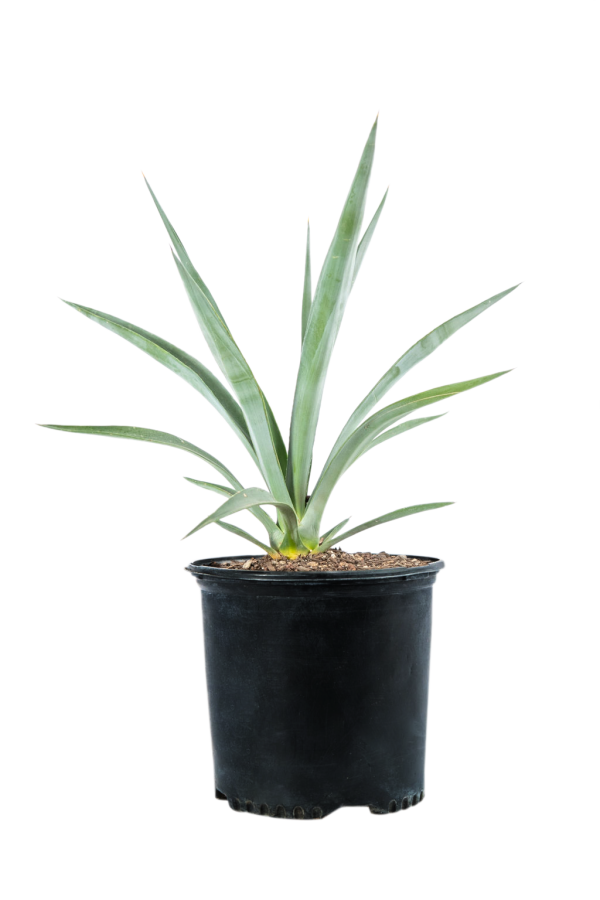 Agave sisalana - Sisal Hemp Agave Sale