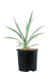 Agave sisalana - Sisal Hemp Agave Sale