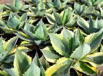 Agave ovatifolia  Orca  - Variegated Whale s Tongue Online