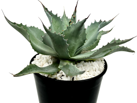 Agave ovatifolia - Whale s Tongue Agave For Discount