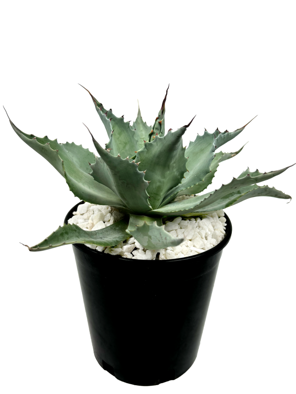 Agave ovatifolia - Whale s Tongue Agave For Discount