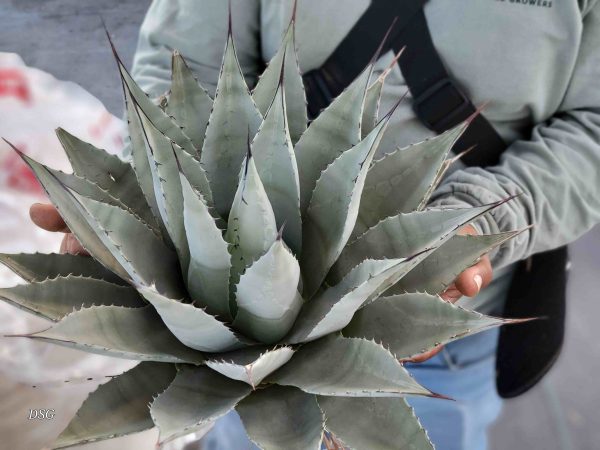 Agave parryi v. neomexicana - New Mexico Agave Online