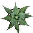 Agave ovatifolia - Whale s Tongue Agave For Discount