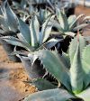 Agave applanata - Maguey de la casa Cheap