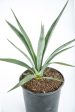 Agave sisalana - Sisal Hemp Agave Sale