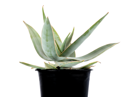 Aloe striata - Coral Aloe Discount