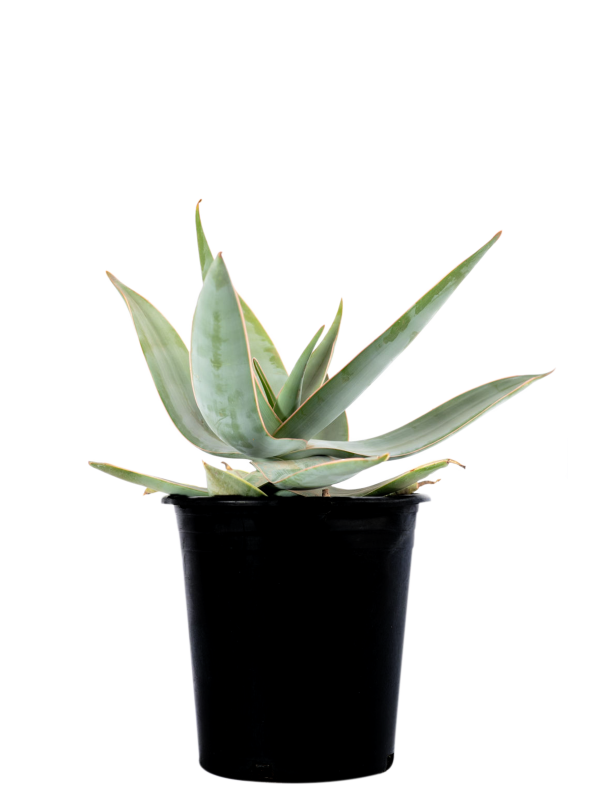 Aloe striata - Coral Aloe Discount