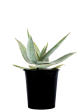 Aloe striata - Coral Aloe Discount