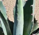 Agave applanata - Maguey de la casa Cheap