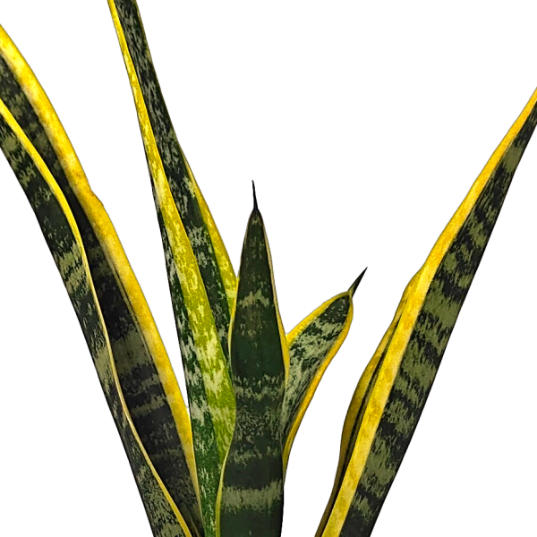 Sansevieria trifasciata - Snake Plant Hot on Sale