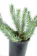 Euphorbia rigida - Gopher Plant For Discount