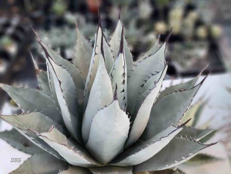 Agave parryi v. neomexicana - New Mexico Agave Online