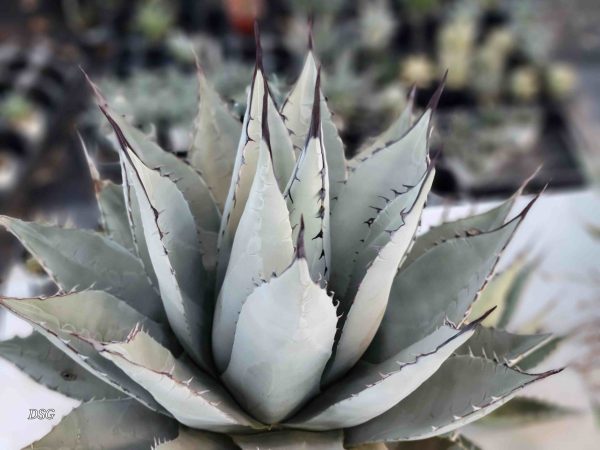 Agave parryi v. neomexicana - New Mexico Agave Online