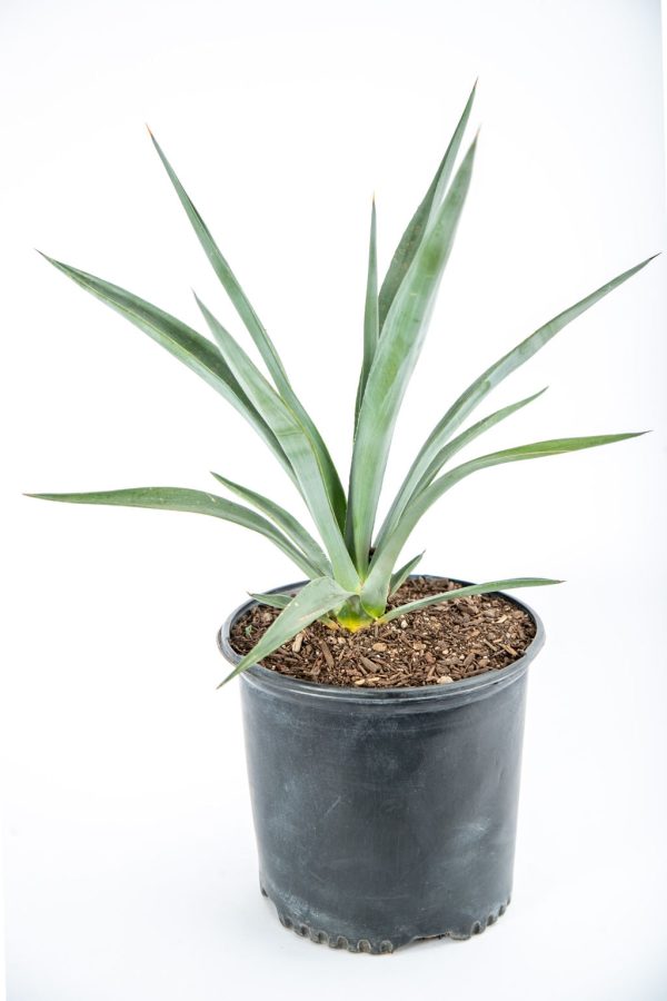 Agave sisalana - Sisal Hemp Agave Sale