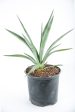 Agave sisalana - Sisal Hemp Agave Sale