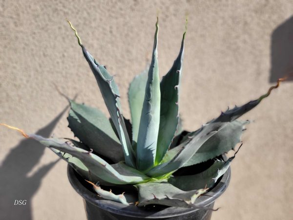 Agave applanata - Maguey de la casa Cheap