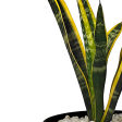 Sansevieria trifasciata - Snake Plant Hot on Sale