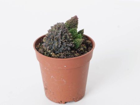 Adromischus marianiae Coral Red For Cheap