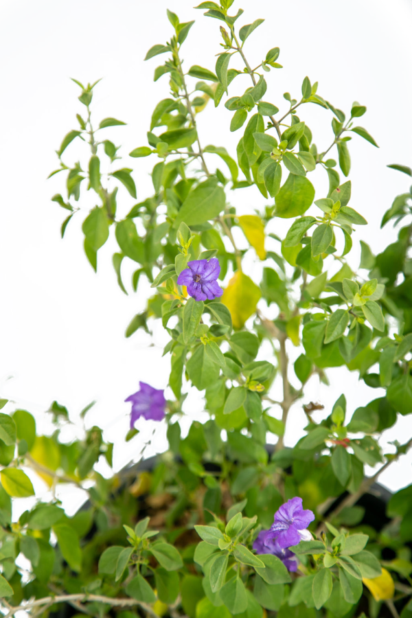 Ruellia peninsularis - Desert Ruellia Sale