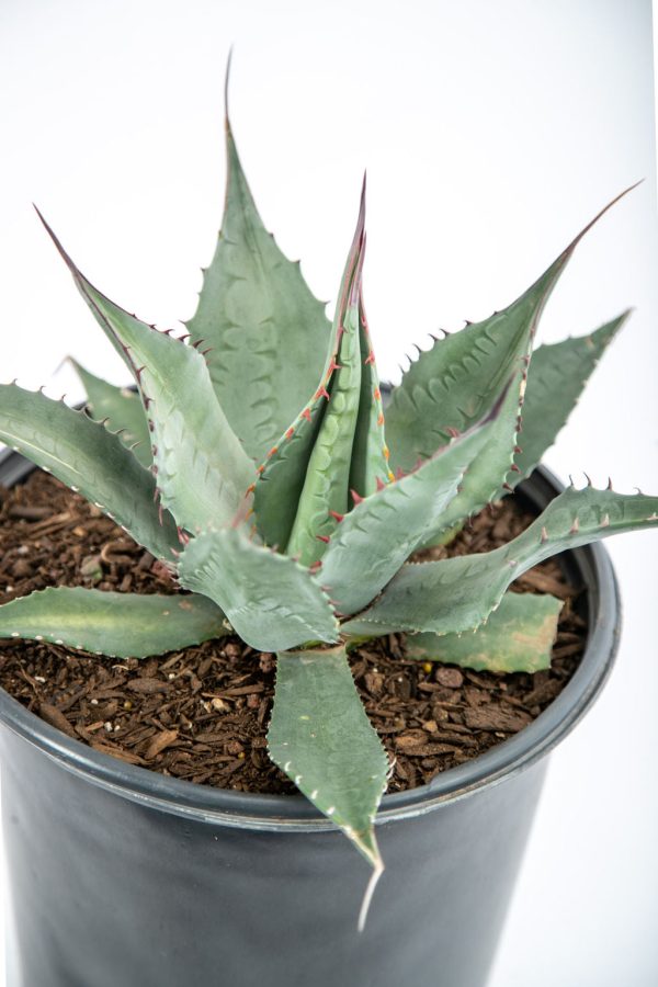 Agave havardiana - Havard Century Plant Online