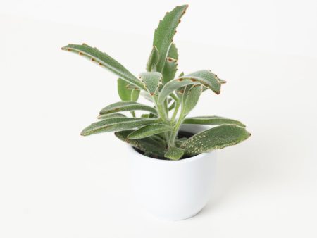 Kalanchoe tormentosa Discount