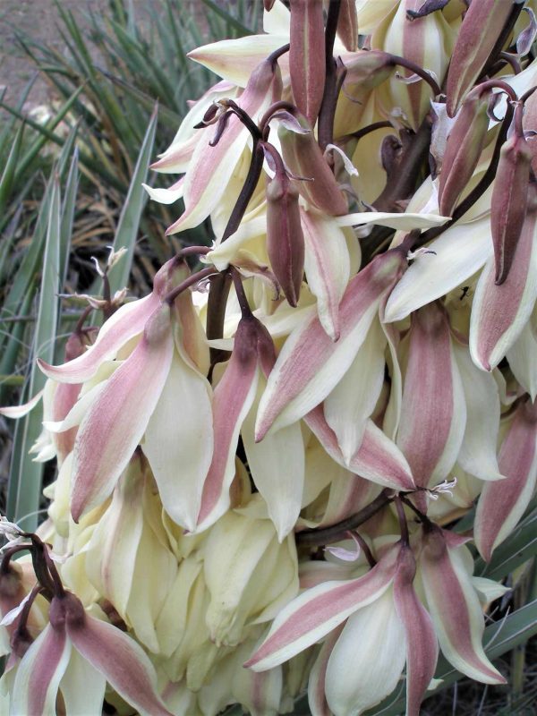 Yucca baccata - Banana yucca on Sale