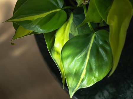 Philodendron Scandens Brasil Fashion