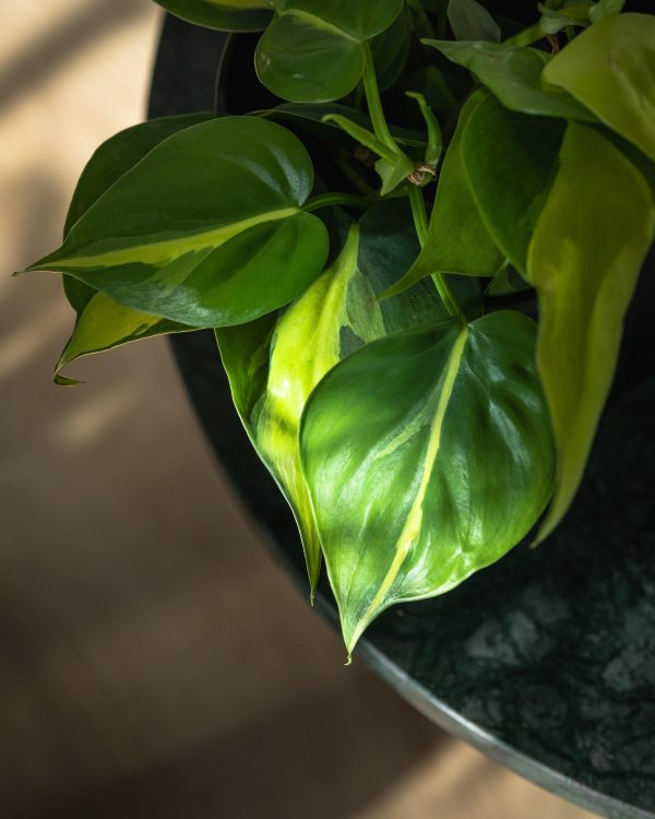 Philodendron Scandens Brasil Fashion