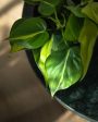 Philodendron Scandens Brasil Fashion