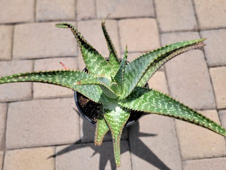 Aloe maculata (Syn. A. saponaria) - Tiger aloe For Cheap