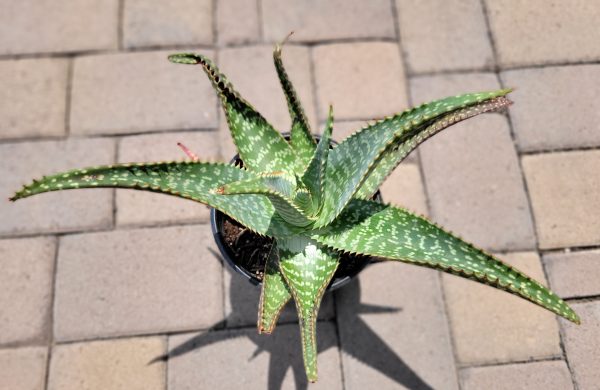 Aloe maculata (Syn. A. saponaria) - Tiger aloe For Cheap