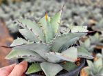 Agave hybrid  Dakota  - Agave titanota x margaritae on Sale