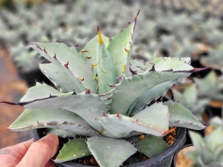 Agave hybrid  Dakota  - Agave titanota x margaritae on Sale