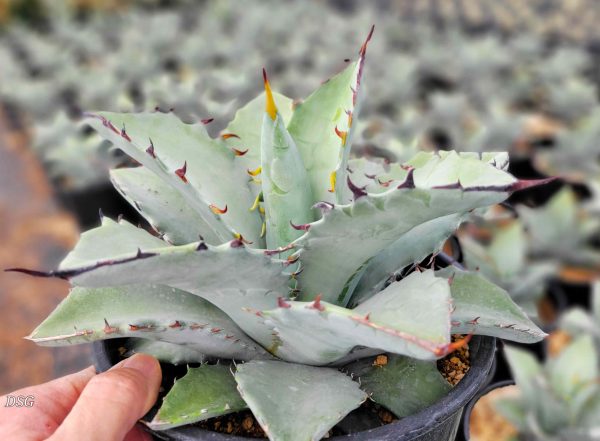 Agave hybrid  Dakota  - Agave titanota x margaritae on Sale