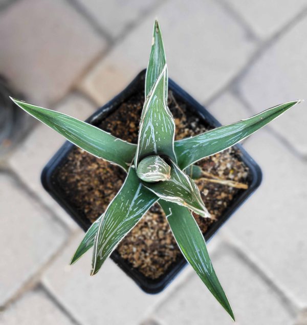 Agave pintilla - Maguey Pintillo (Rare) Discount