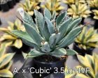 Agave potatorum  Cubic  For Discount