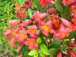 Bignonia capreolata  Tangerine cross vine  Fashion