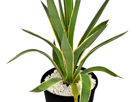 Agave angustifolia v. marginata - Narrow Leaf Agave Online Hot Sale